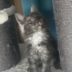 Adoption chaton Maine Coon au prix de 1100 €