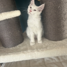 Chaton Maine Coon à adopter au prix de 1400 €