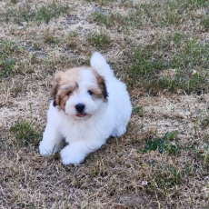 Ce petite mâle Coton de Tulear proposé à l'achat est né le 05/05/2026.
