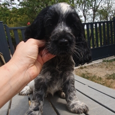 Chiot Cocker Anglais Spaniel à adopter au prix de 1600 €