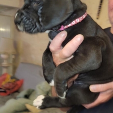 Acheter Dogue Allemand bébé pour 2100 €