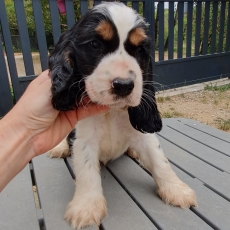 Acheter Cocker Anglais Spaniel bébé pour 1600 €