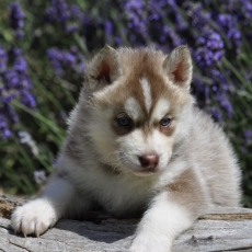 Chiot Husky Sibérien à adopter au prix de 1300 €