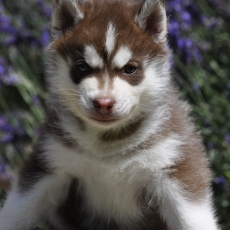 Chiot Husky Sibérien à adopter au prix de 1200 €