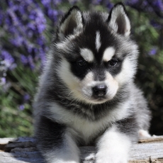 Acheter Husky Sibérien bébé pour 1400 €