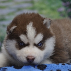 Adoption chiot Husky Sibérien au prix de 1400 €