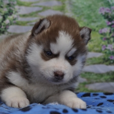 Acheter Husky Sibérien bébé pour 1200 €