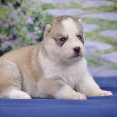 Adoption chiot Husky Sibérien au prix de 1200 €