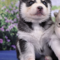 Acheter Husky Sibérien bébé pour 1200 €