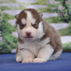 Chiot Husky Sibérien à adopter au prix de 1200 €