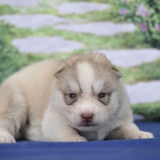 Acheter Husky Sibérien bébé pour 1200 €