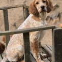 Setter Anglais chiot vendu 800 €