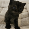 Chaton British Shorthair de race  en région Île-de-France.