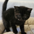 Chaton British Shorthair de race – prix 1000 €.
