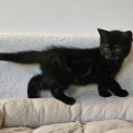British Shorthair disponible dans l'Essonne