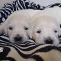 Adoption chiot Golden Retriever au prix de 1600 €