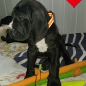 Dogue Allemand disponible en Charente-Maritime