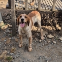 Chiot Epagneul Breton de race en région Bretagne.