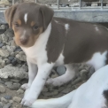 Adoption chiot Terrier Brésilien au prix de 1500 €