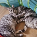 Chaton Maine Coon de race  en région Auvergne-Rhône-Alpes.
