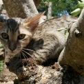 Chat Chat Savannah proposée par l’élevage Chatterie de la croix Lorraine.