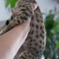 Chat Chat Savannah proposée par l’élevage Chatterie de la croix Lorraine.