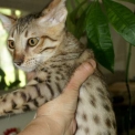 Chaton Chat Savannah de race – prix 1400 €.