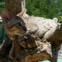 Chat Chat Savannah proposée par l’élevage Chatterie de la croix Lorraine.