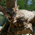 Chat Chat Savannah proposée par l’élevage Chatterie de la croix Lorraine.