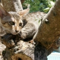 Chaton Chat Savannah de race  en région Occitanie.