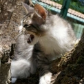 Chat Maine Coon proposée par l’élevage Chatterie de la croix Lorraine.