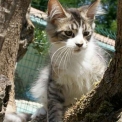 Chat Maine Coon proposée par l’élevage Chatterie de la croix Lorraine.