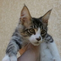 Chaton Maine Coon de race – prix 1200 €.