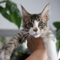 Chaton Maine Coon de race  en région Occitanie.