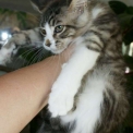 Chaton Maine Coon de race  en région Occitanie.