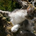 Chat Maine Coon proposée par l’élevage Chatterie de la croix Lorraine.