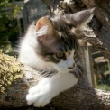 Chaton Maine Coon de race – prix 1200 €.