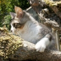 Chat Maine Coon proposée par l’élevage Chatterie de la croix Lorraine.