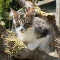 Maine Coon disponible en Haute-Garonne