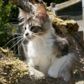 Chaton Maine Coon de race – prix 1200 €.