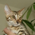 Chat Savannah disponible en Haute-Garonne
