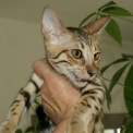 Chat Savannah disponible en Haute-Garonne