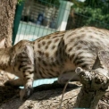 Chat Savannah disponible en Haute-Garonne