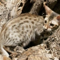 Chat Chat Savannah proposé par l’élevage Chatterie de la croix Lorraine.