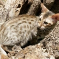 Chaton Chat Savannah de race – prix 1400 €.