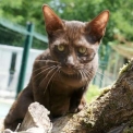 Chaton Chat Savannah de race en région Occitanie.