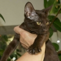 Chaton Chat Savannah de race – prix 1000 €.