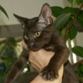 Chaton Chat Savannah de race – prix 1000 €.