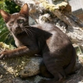 Chaton Chat Savannah de race – prix 1000 €.