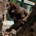 Chat Chat Savannah proposée par l’élevage Chatterie de la croix Lorraine.